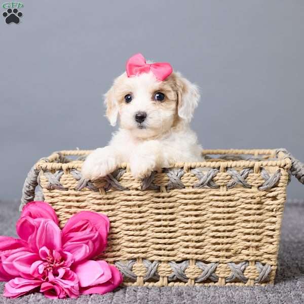 Kiana, Bich-Poo Puppy